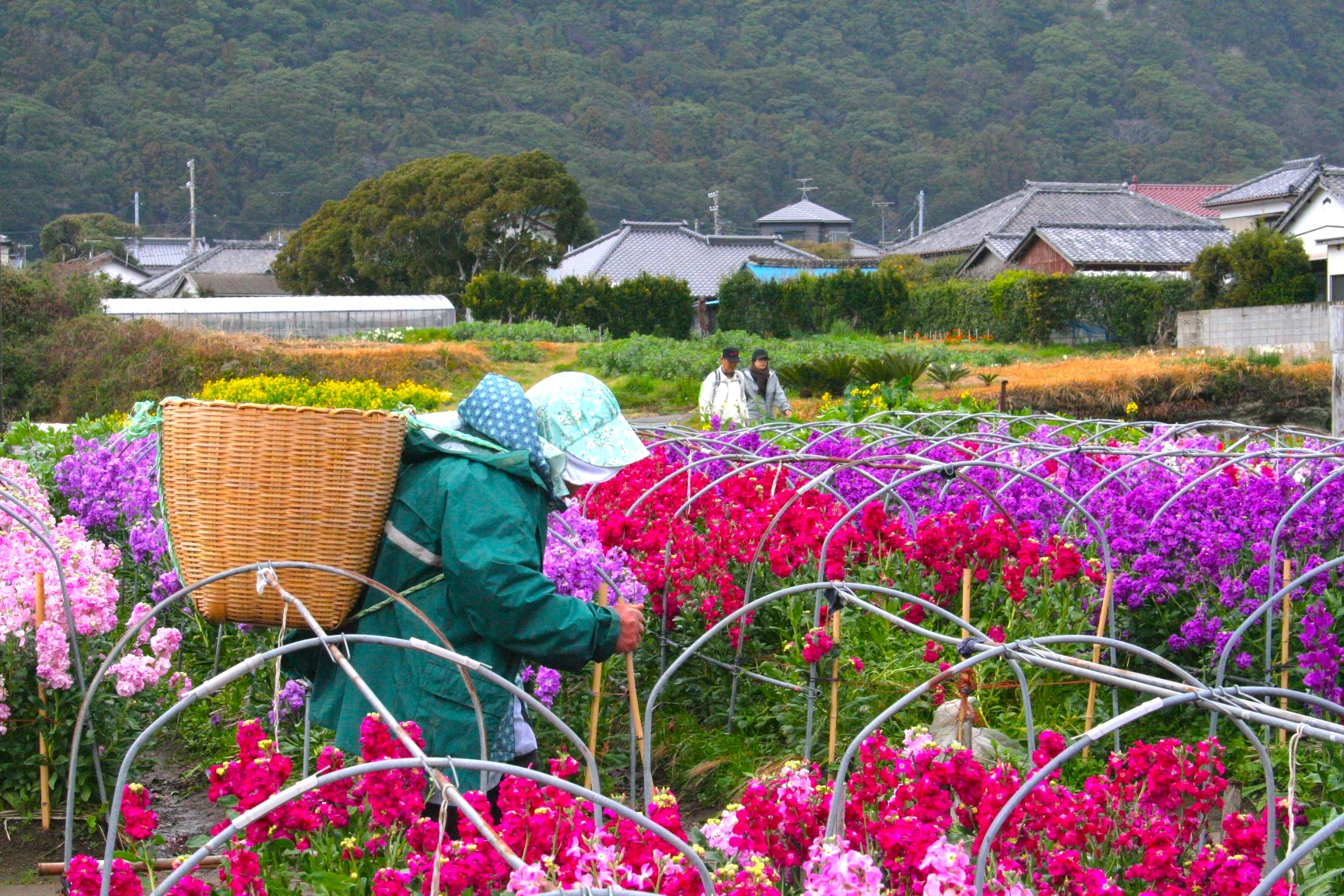 千田のお花畑