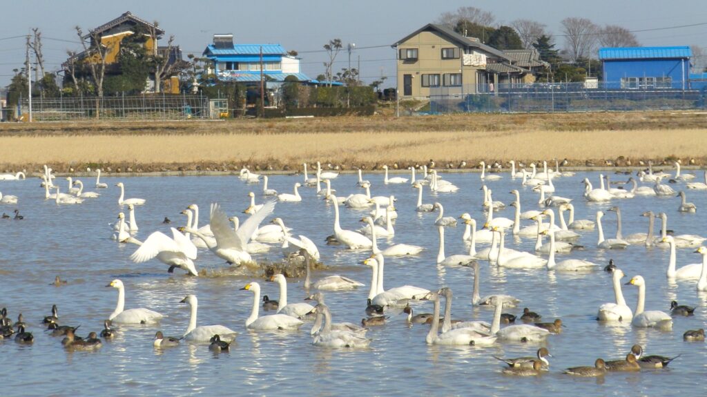 白鳥の郷