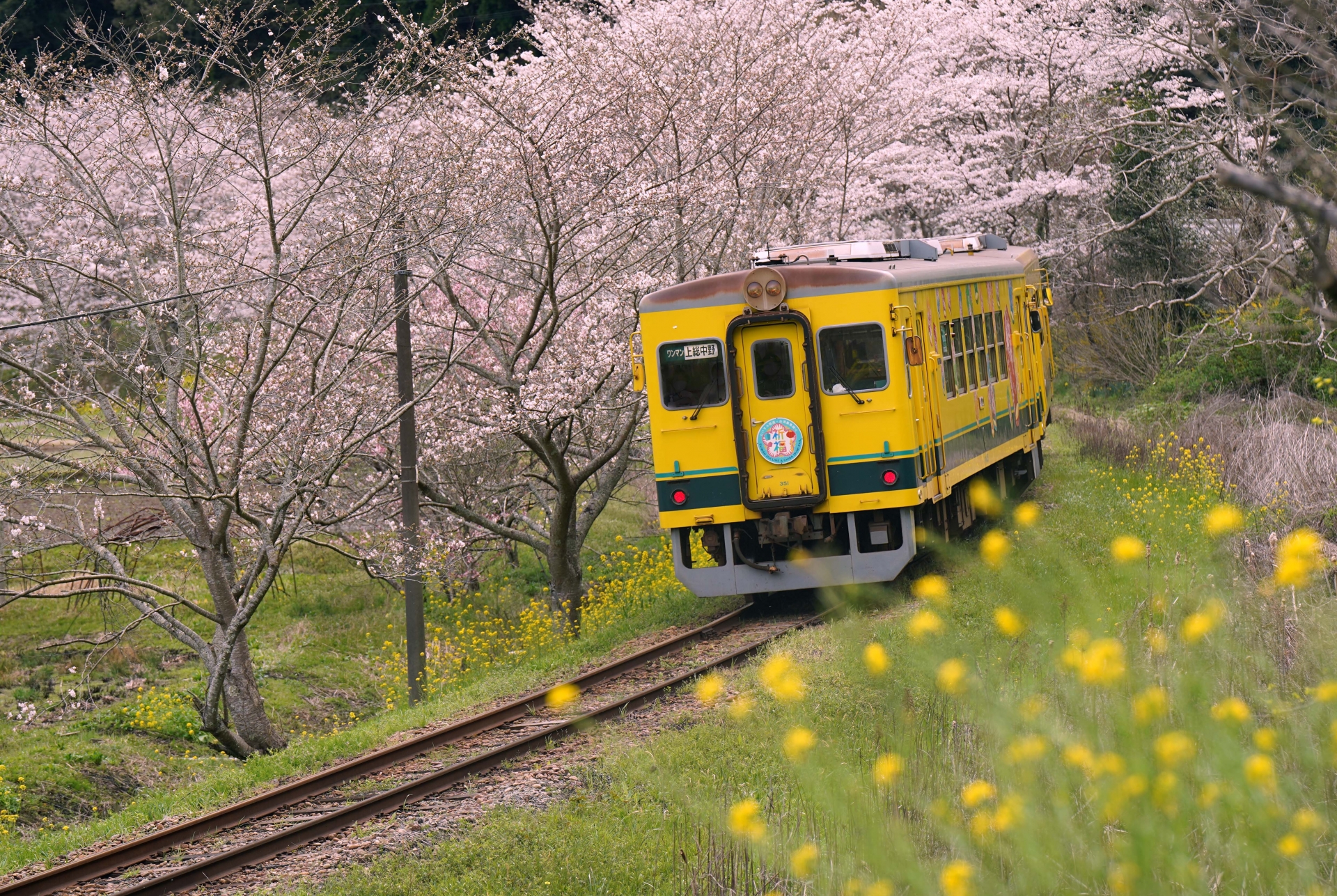 新田野桜街道