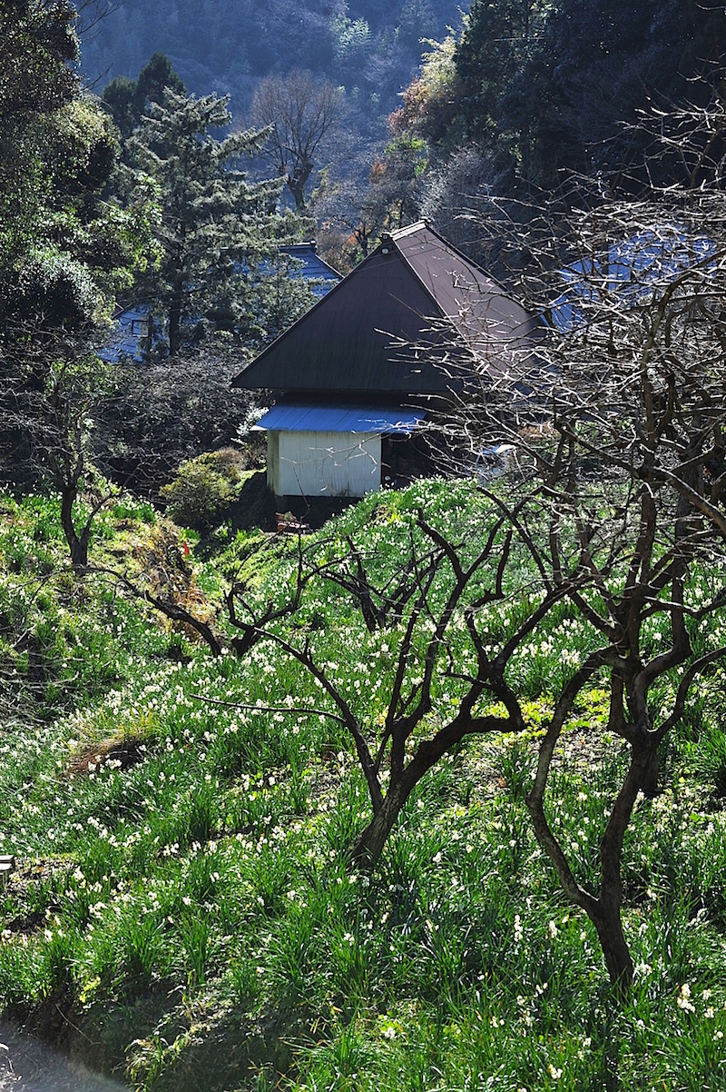 谷沢水仙郷