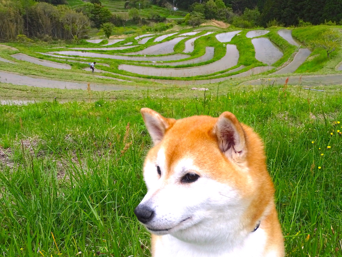 柴犬岳と房総半島横断・大山千枚田