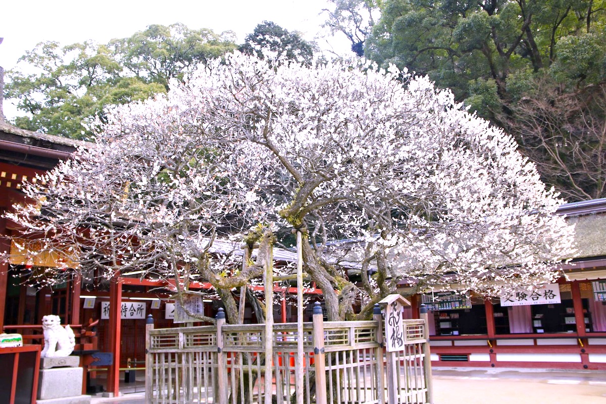 太宰府天満宮