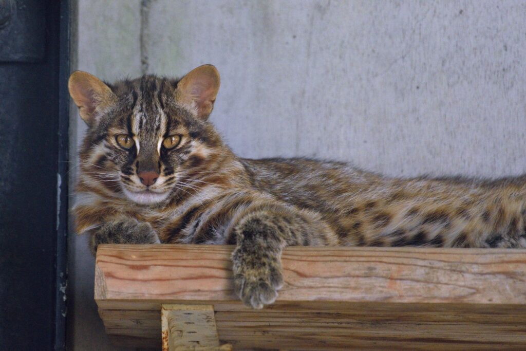 福岡市動物園