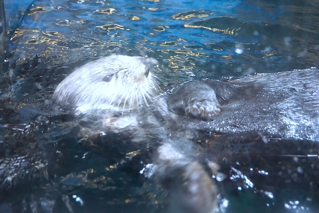 マリンワールド海の中道