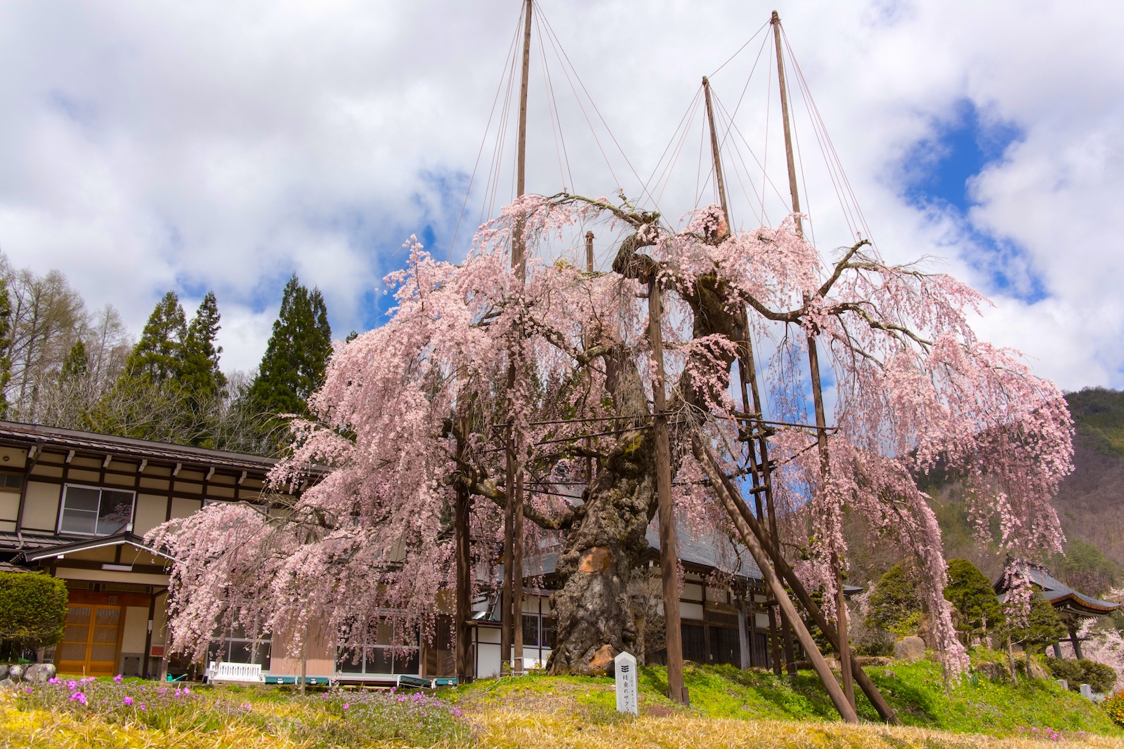 西光寺の枝垂桜