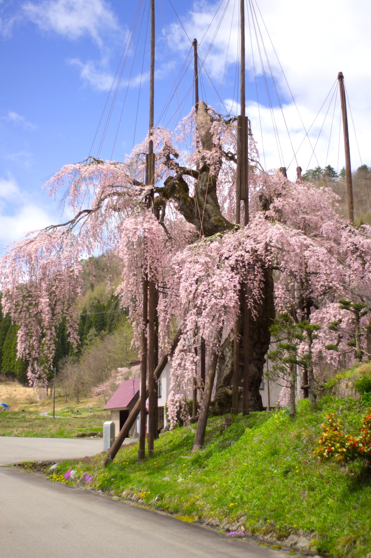 西光寺の枝垂桜