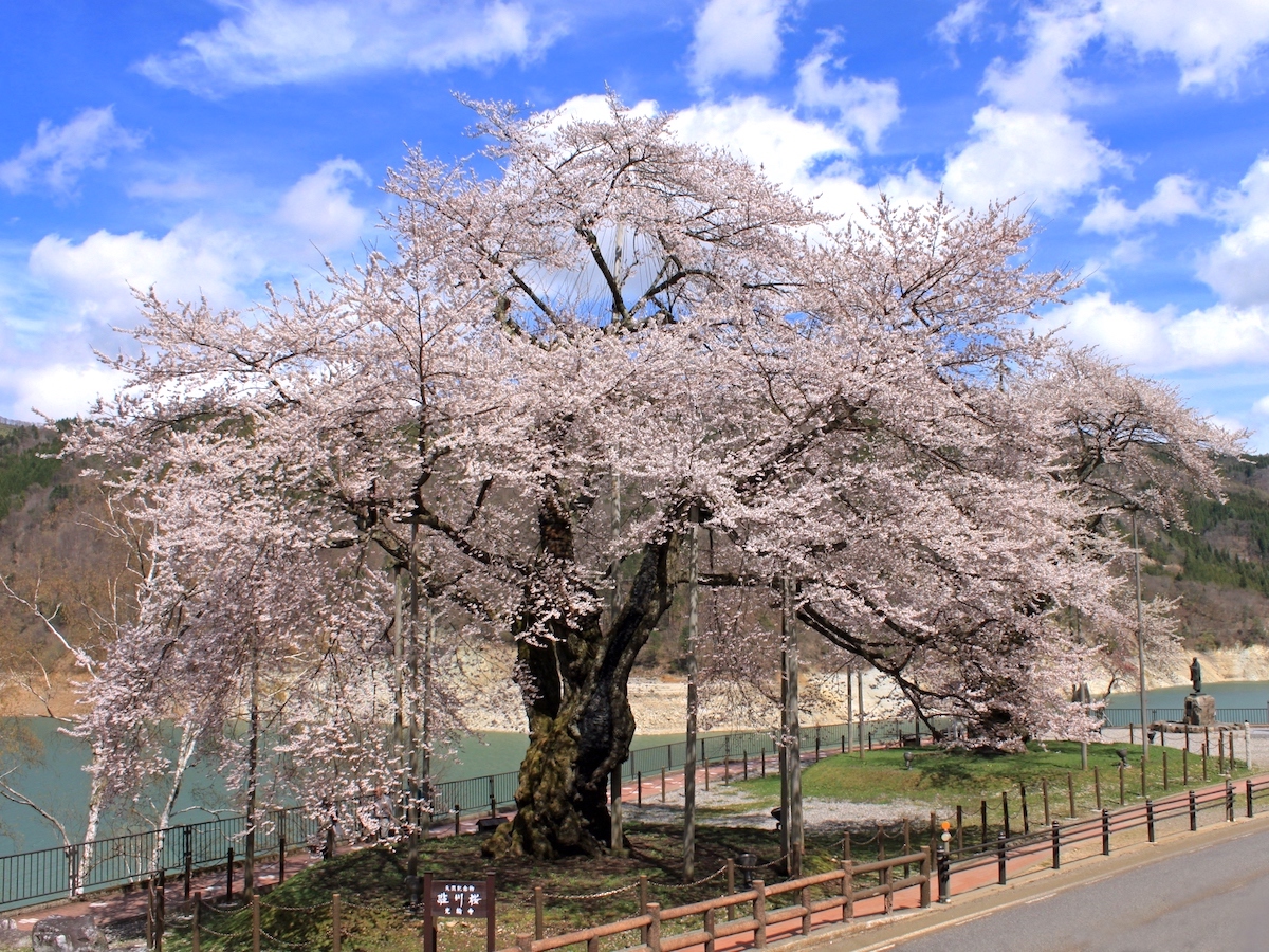 荘川桜