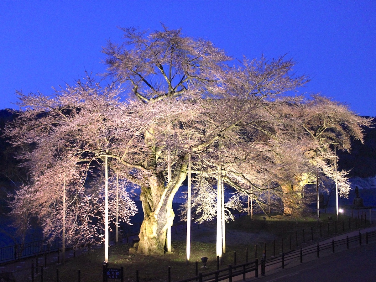 荘川桜