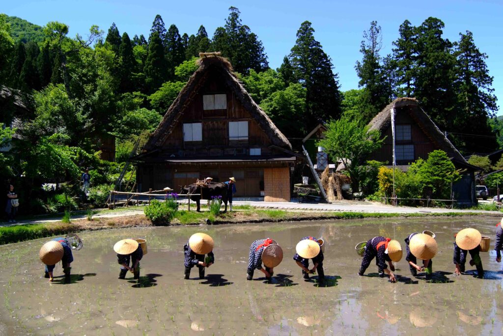 白川郷・田植え