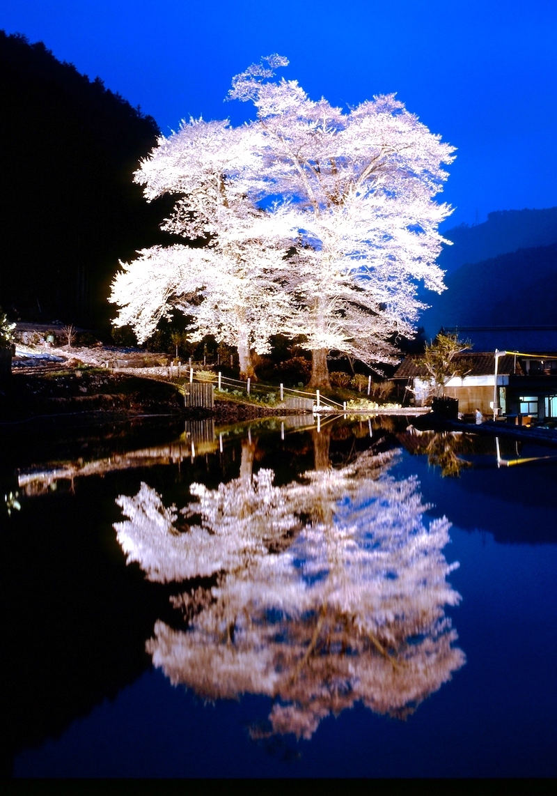 苗代桜