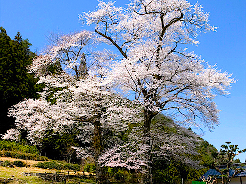 苗代桜