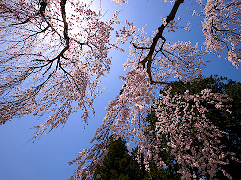 薬師堂のしだれ桜