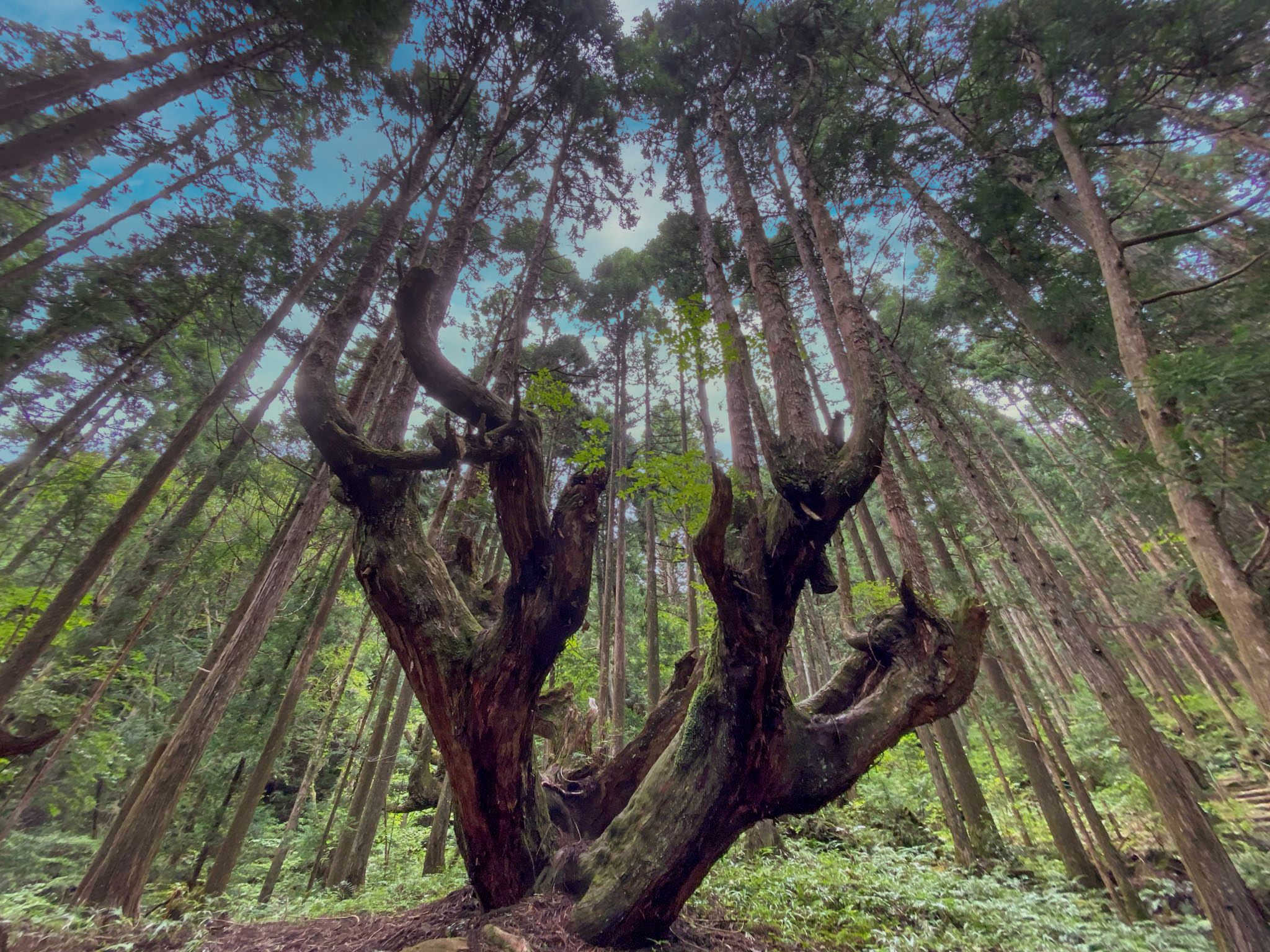 株杉の森