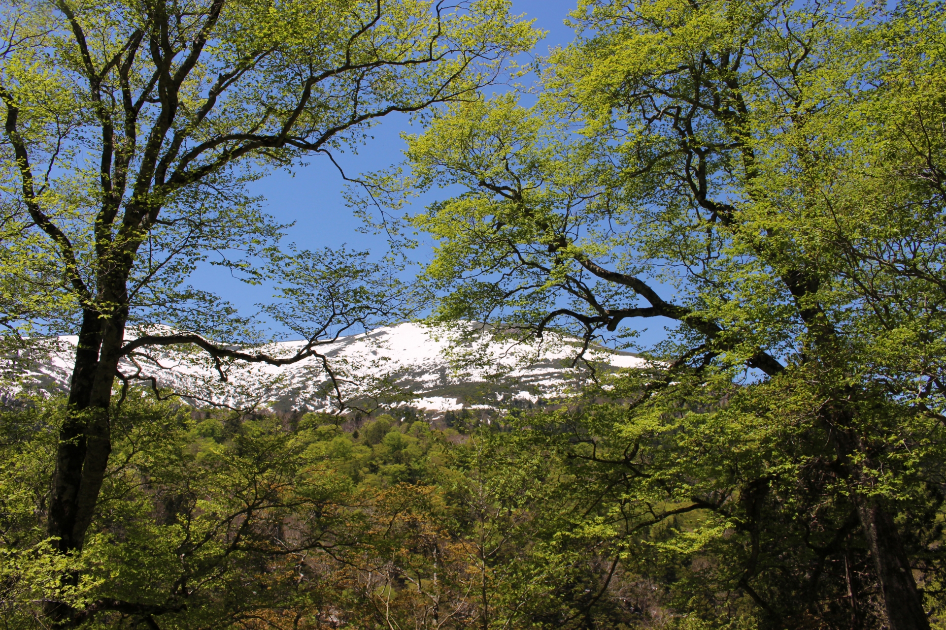 鳩待峠