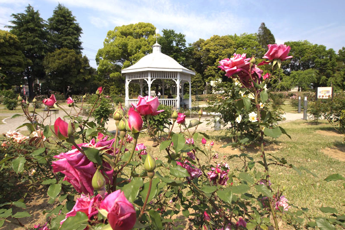 敷島公園ばら園