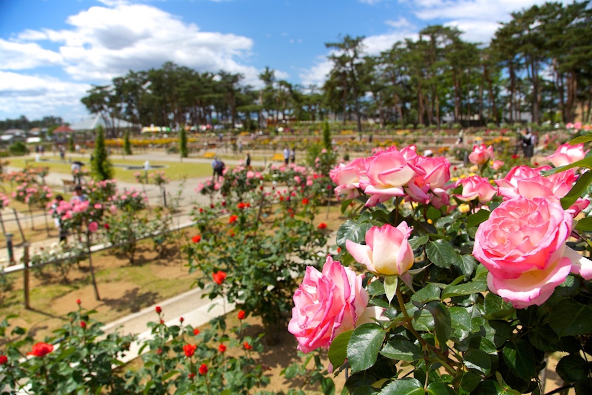 敷島公園ばら園