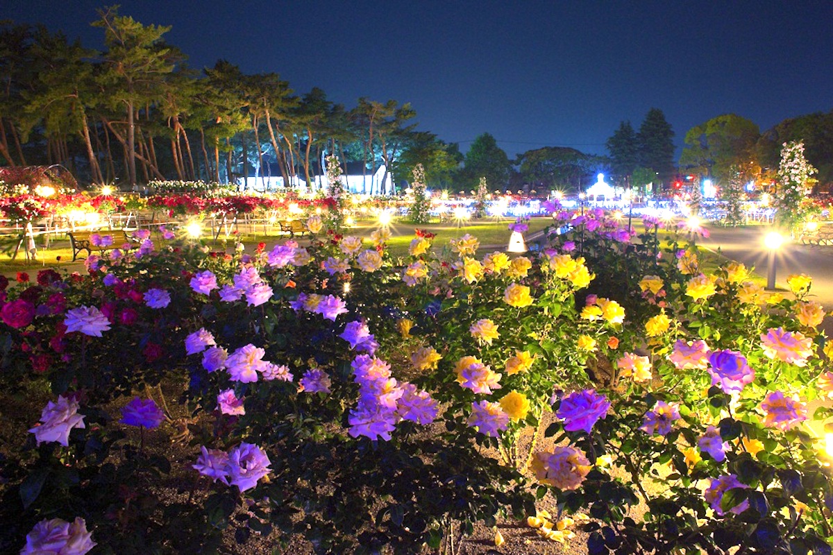 敷島公園ばら園