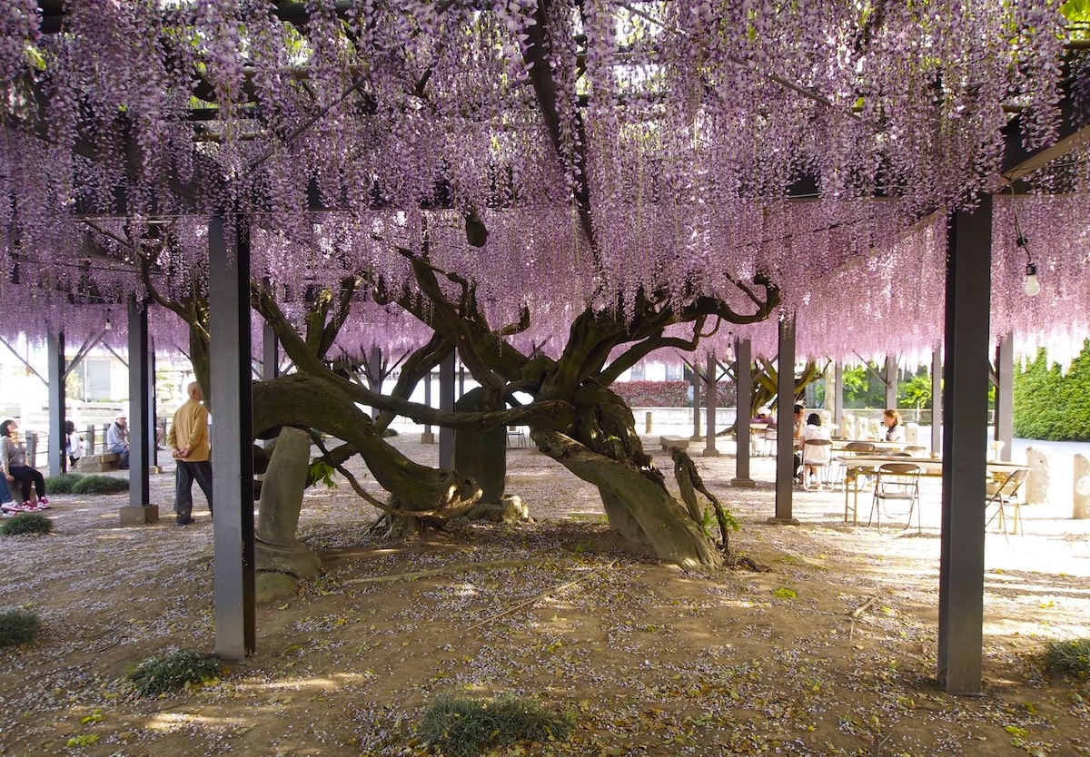 反町館跡(照明寺)