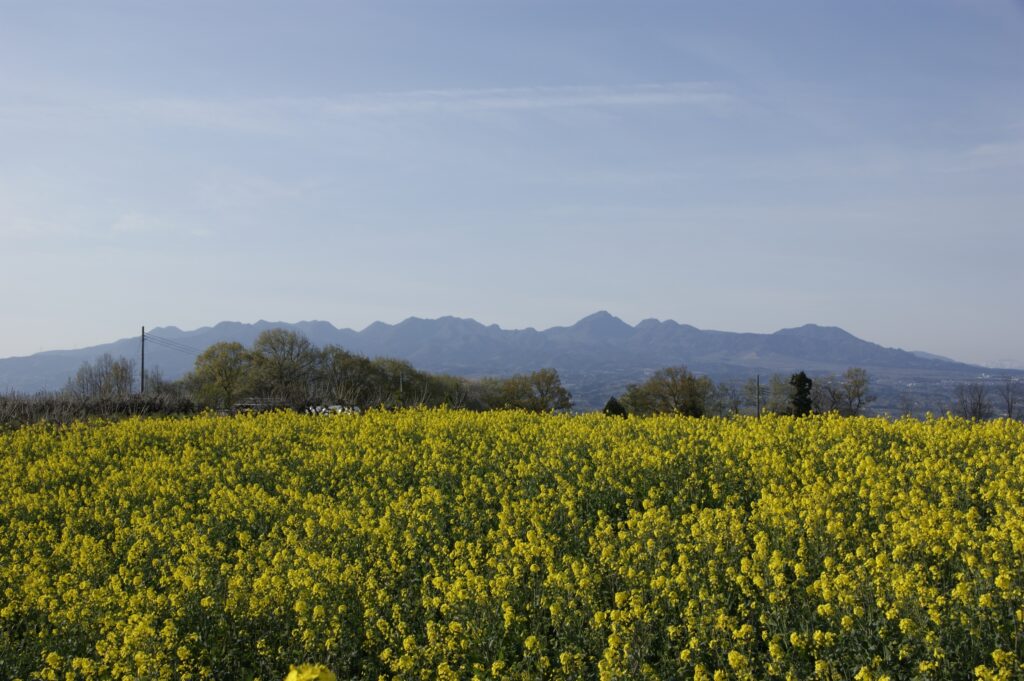 鼻高展望花の丘