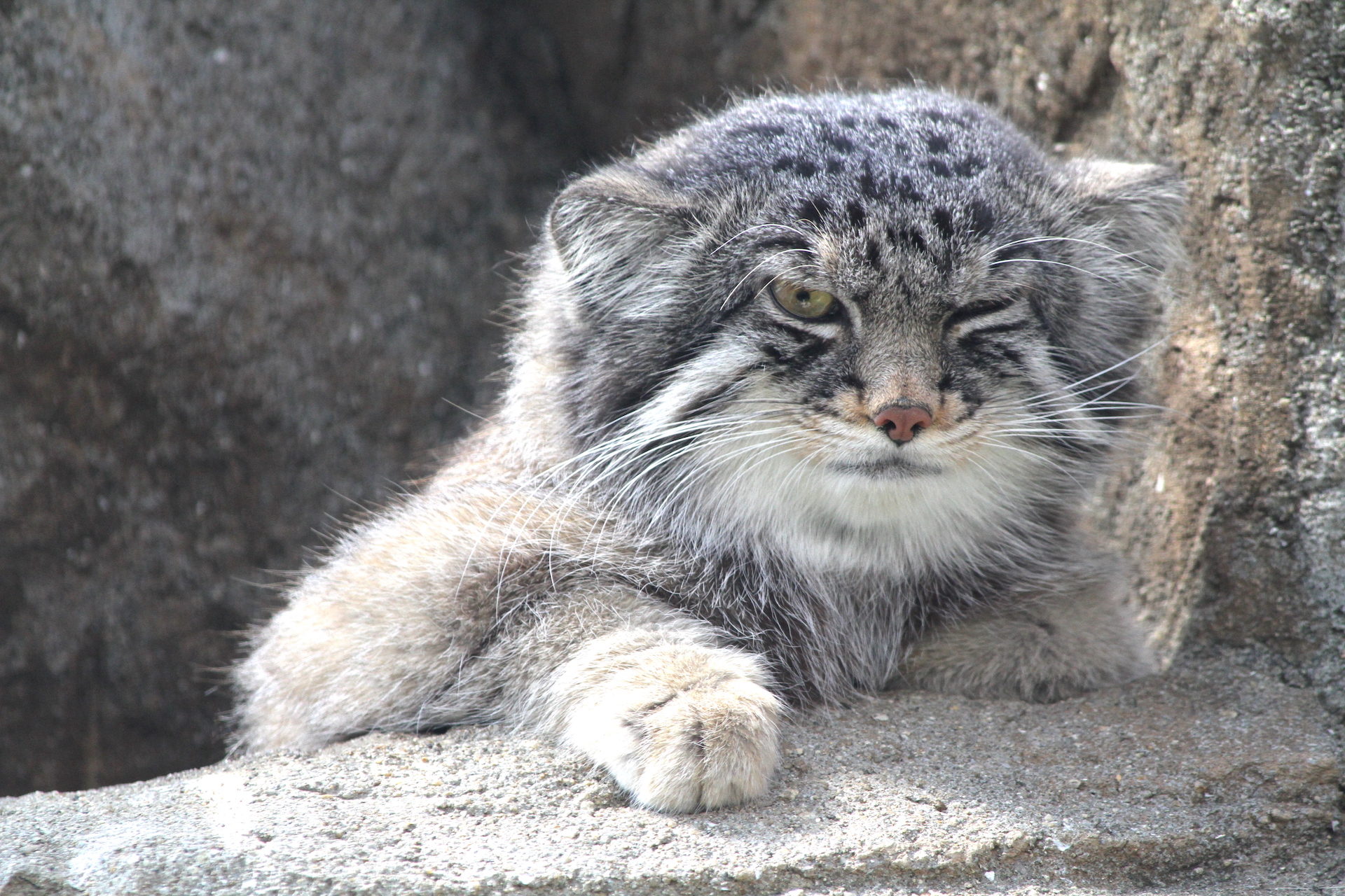 神戸市立王子動物園