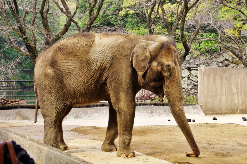 姫路市立動物園