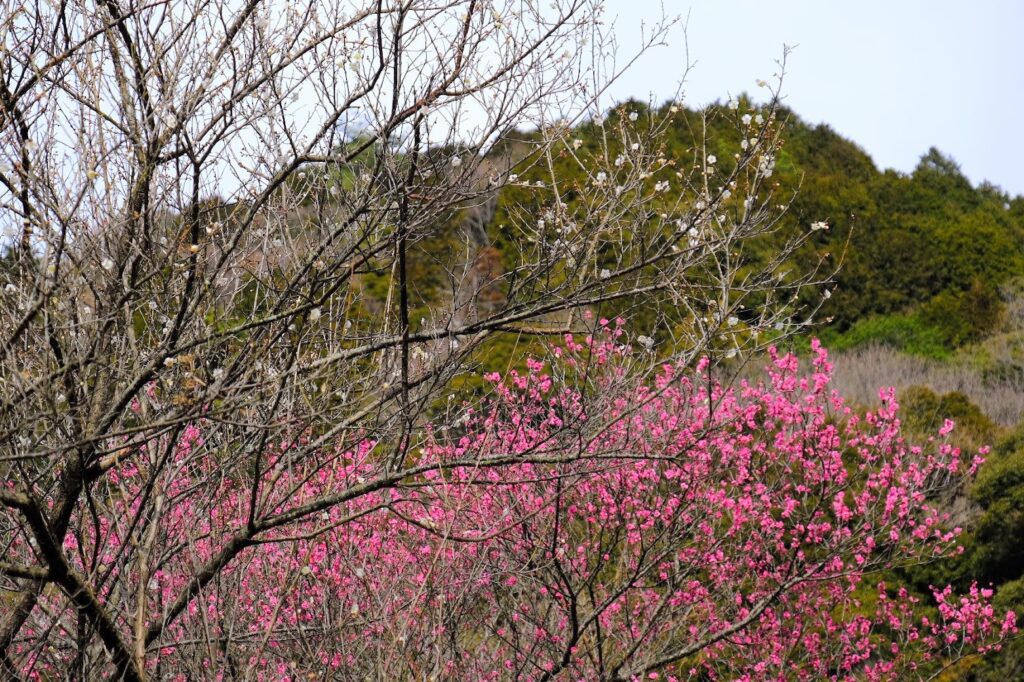 随願寺