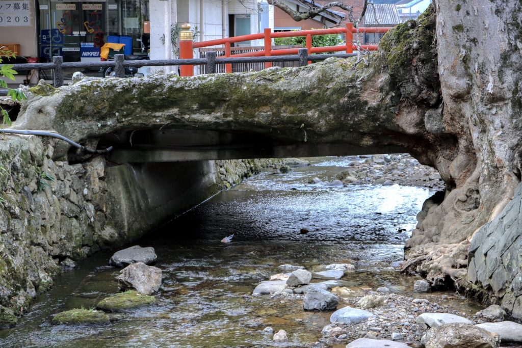 木の根橋（大ケヤキ）