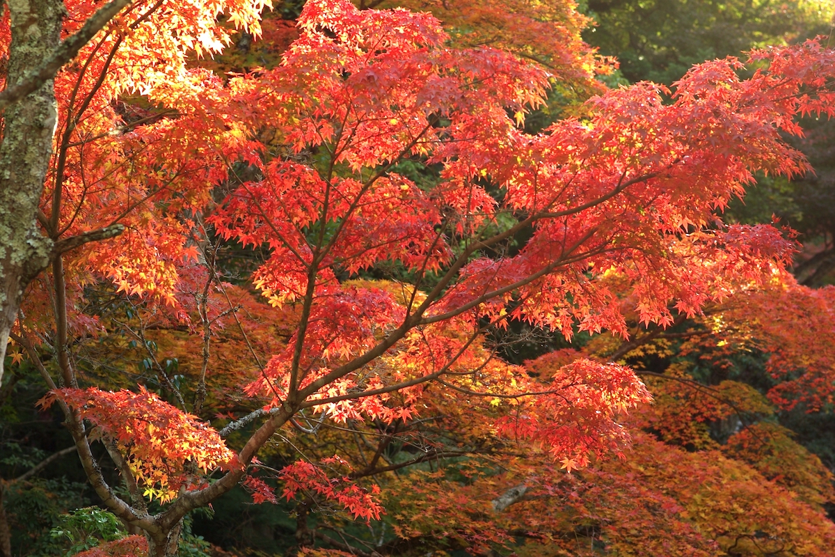 紅葉谷公園