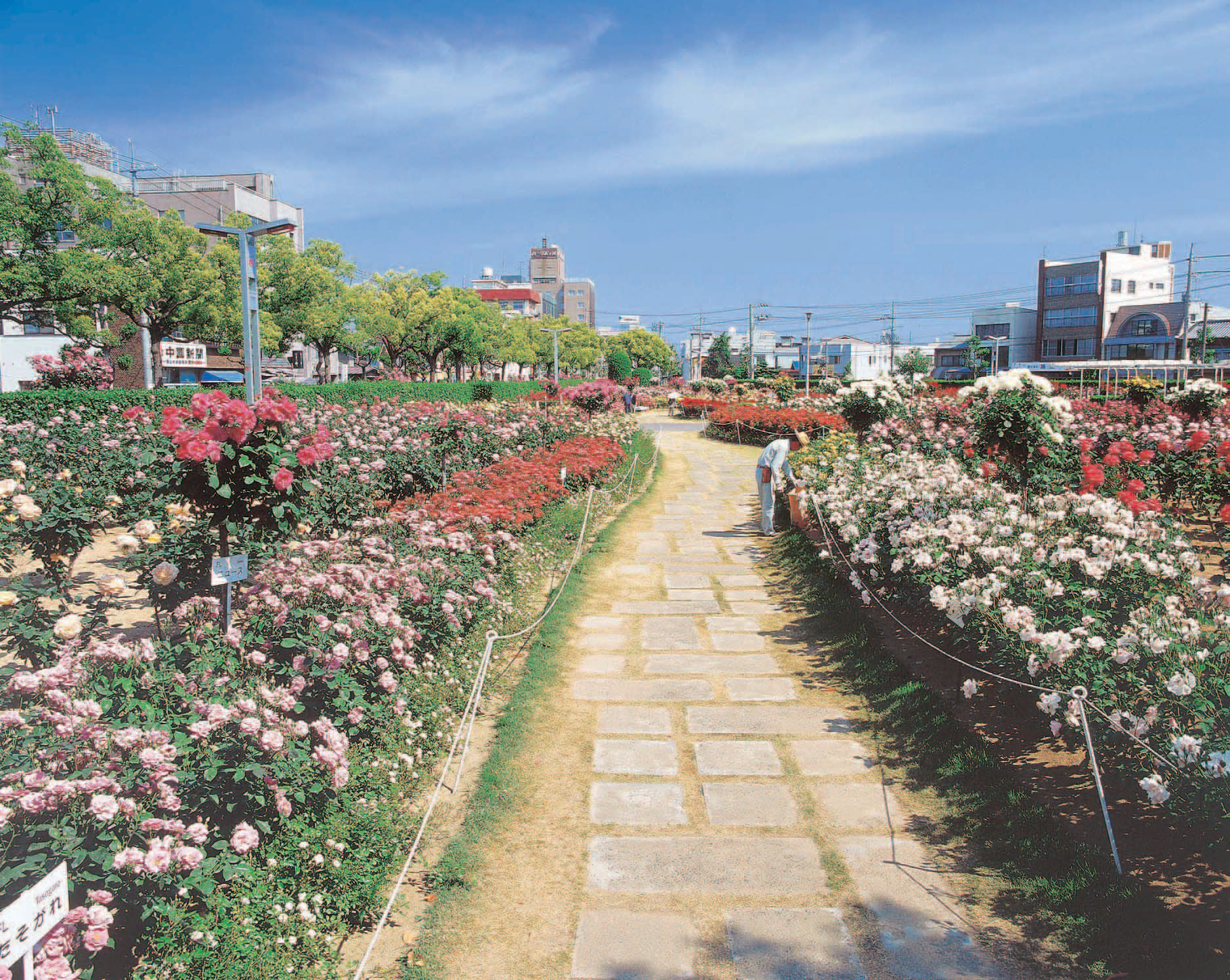ばら公園