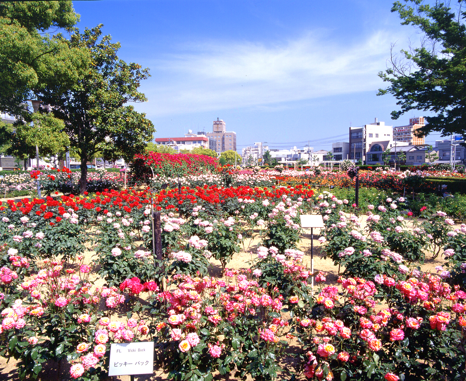 ばら公園