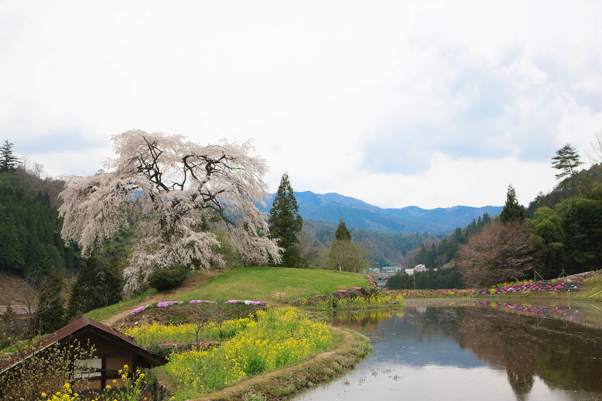 与一野桜