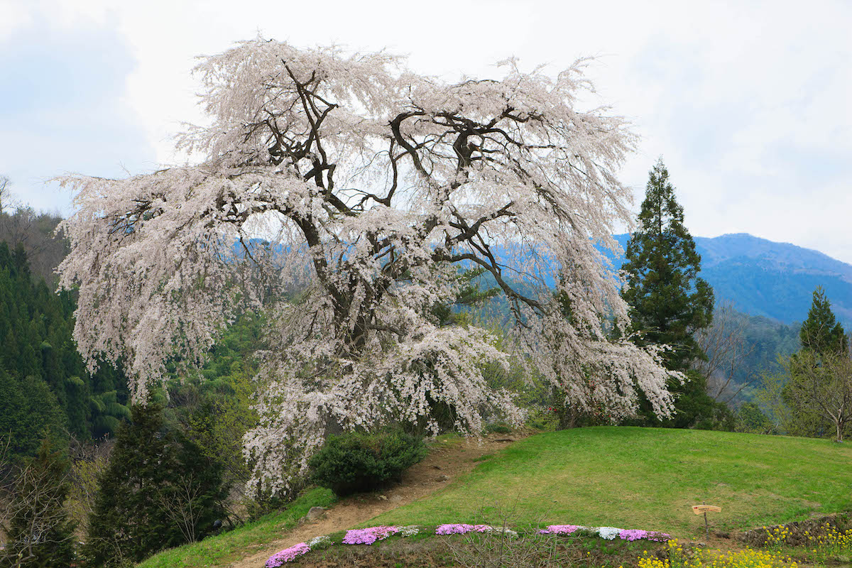 与一野桜
