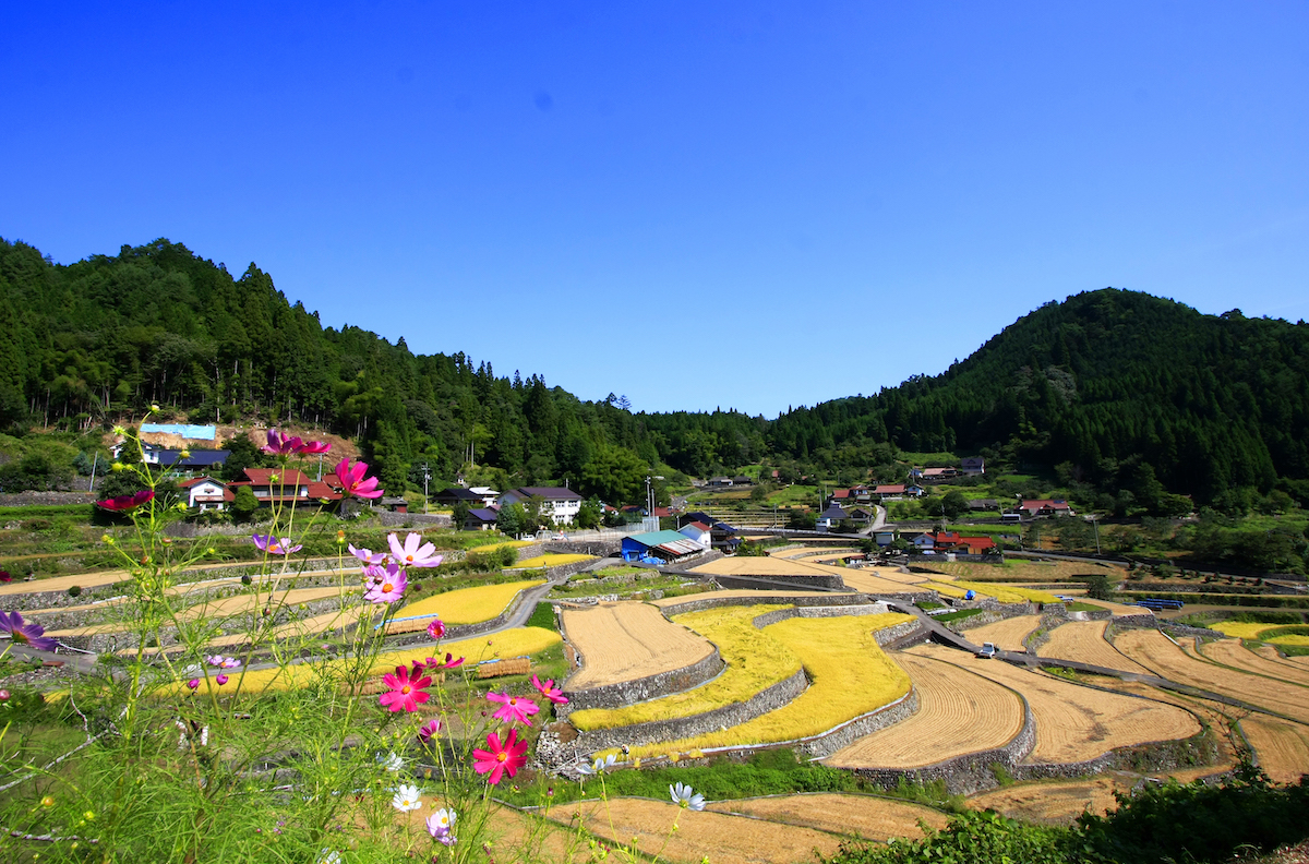 井仁の棚田
