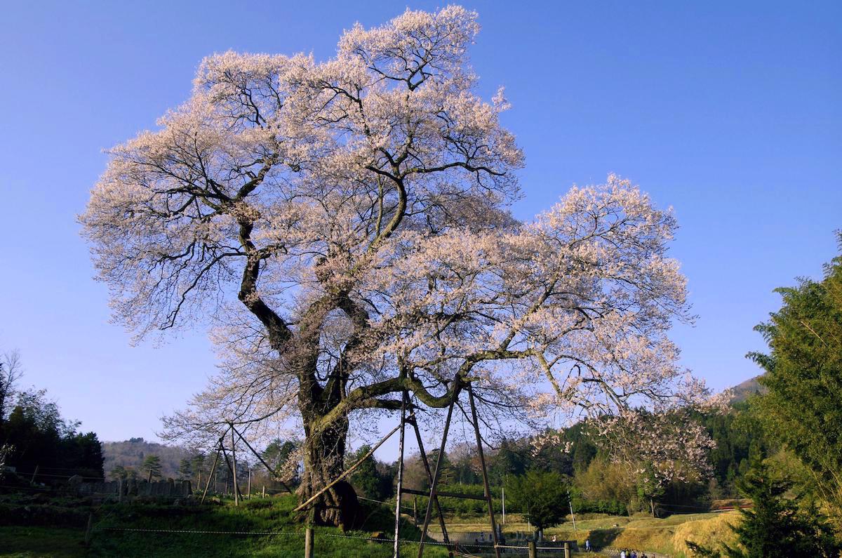 小奴可の要害桜