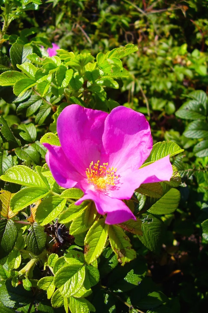 ハマナス（花）