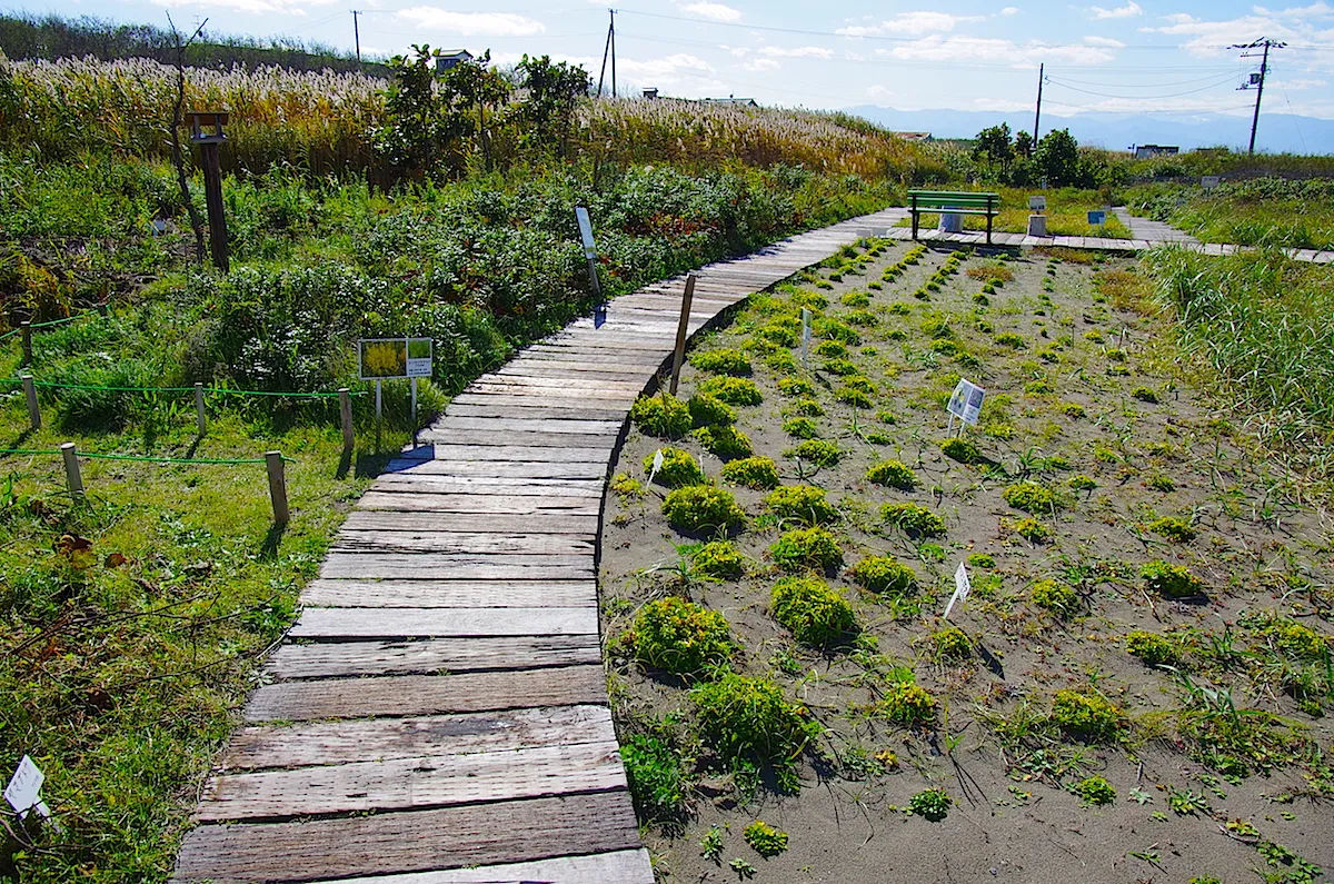 石狩浜海浜植物保護センター