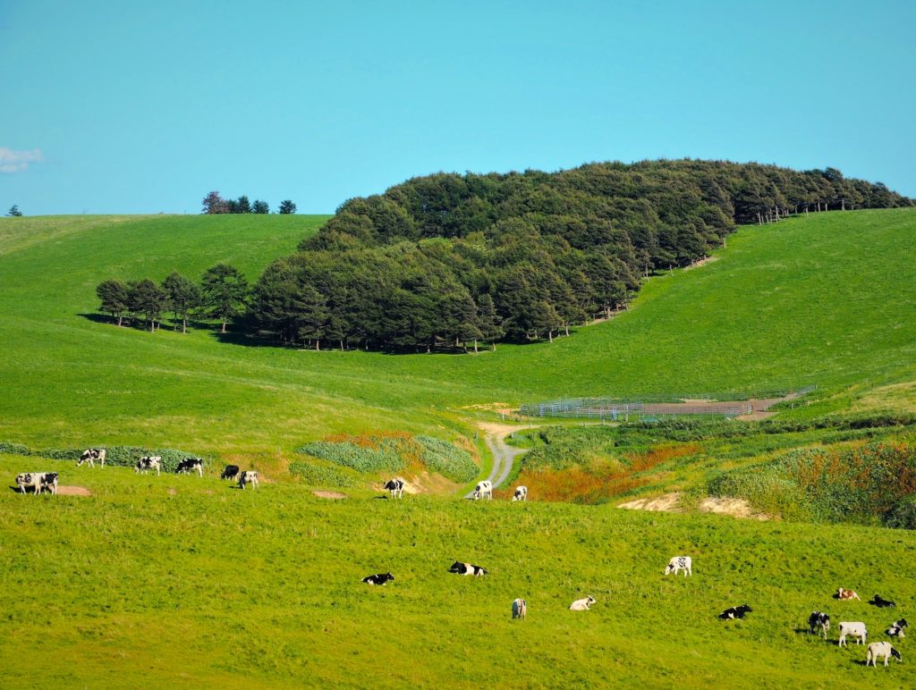 Meadow Road 　牧草地の道 Meadow Road 牧草地の道（Road leads across high moor, meadow