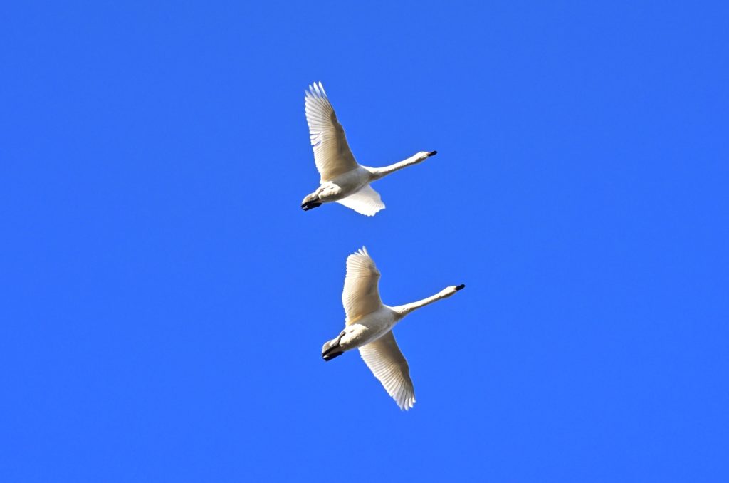 大沼バードハウス（稚内市大沼野鳥観察館）