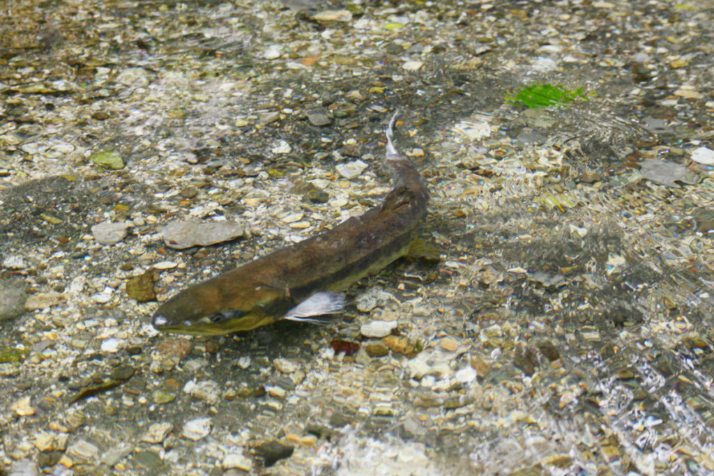 名水ふれあい公園