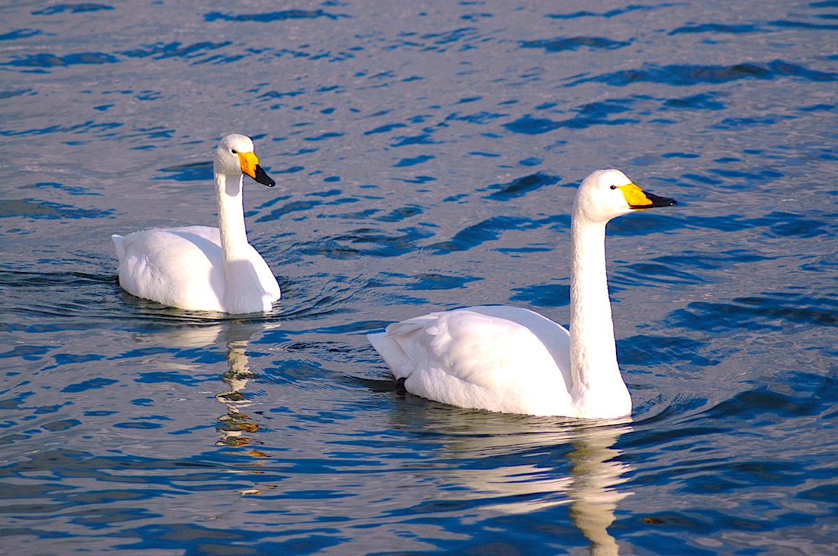 白鳥公園