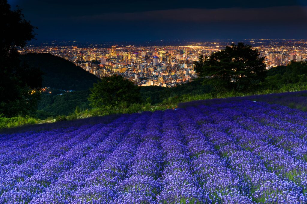 幌見峠ラベンダー園