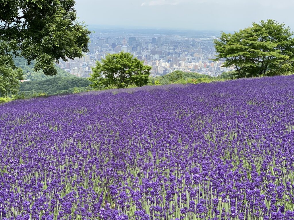 幌見峠ラベンダー園