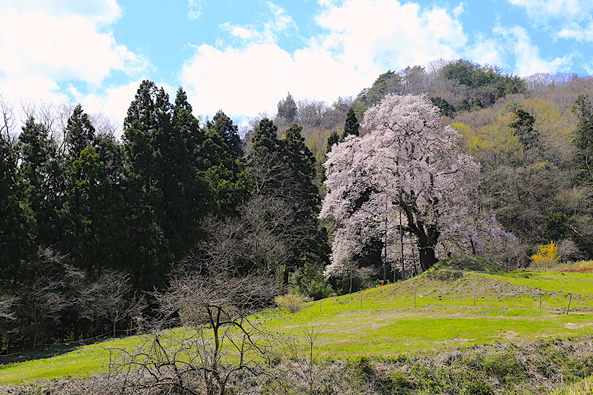 秋山の駒桜