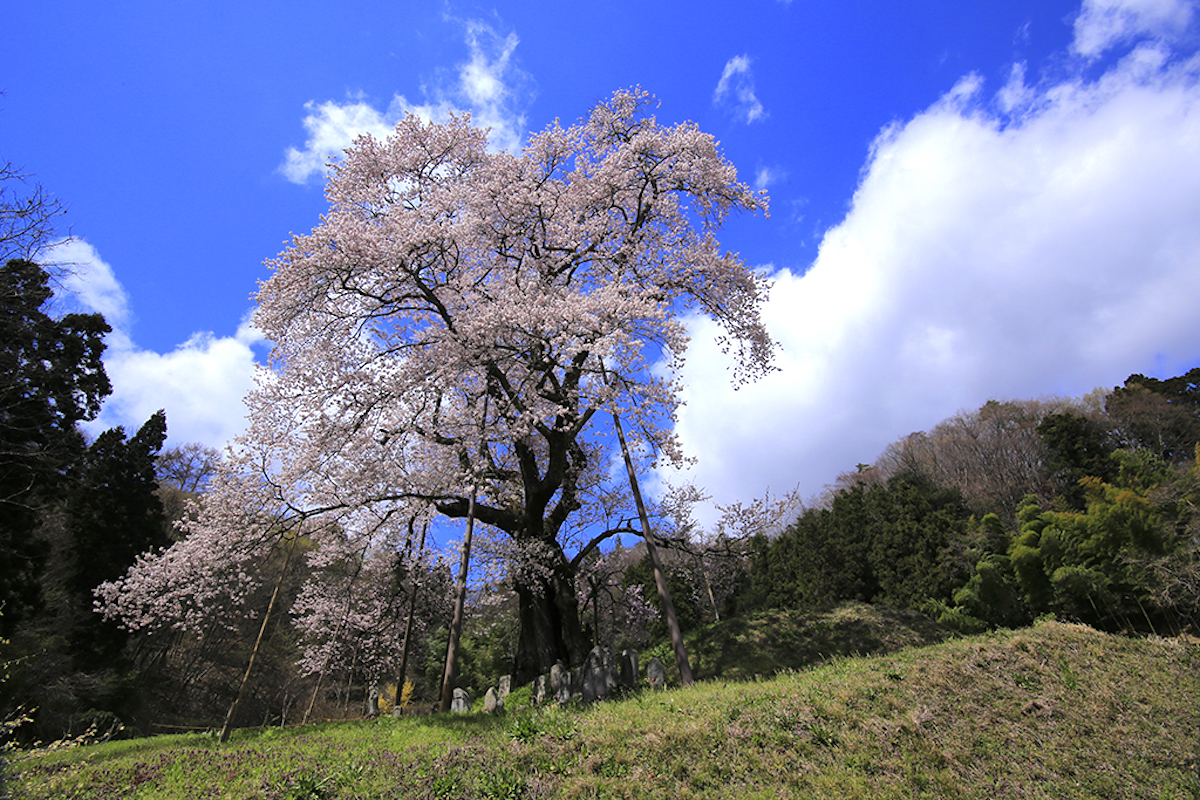 秋山の駒桜