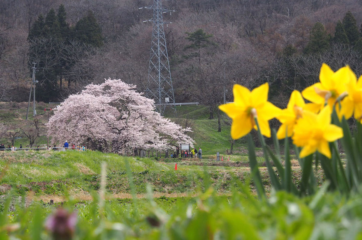 石部桜