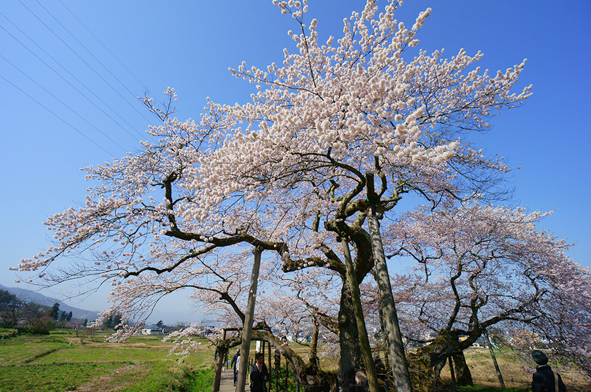石部桜
