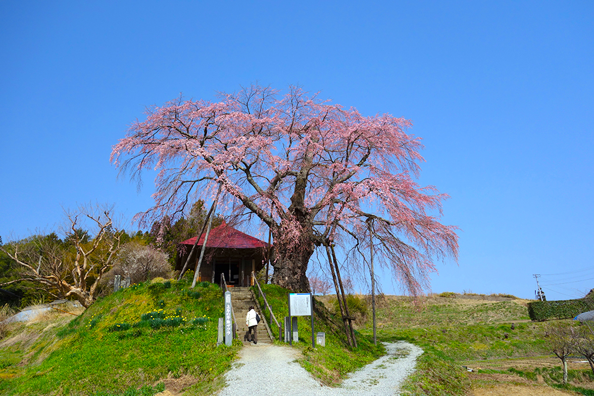 不動桜