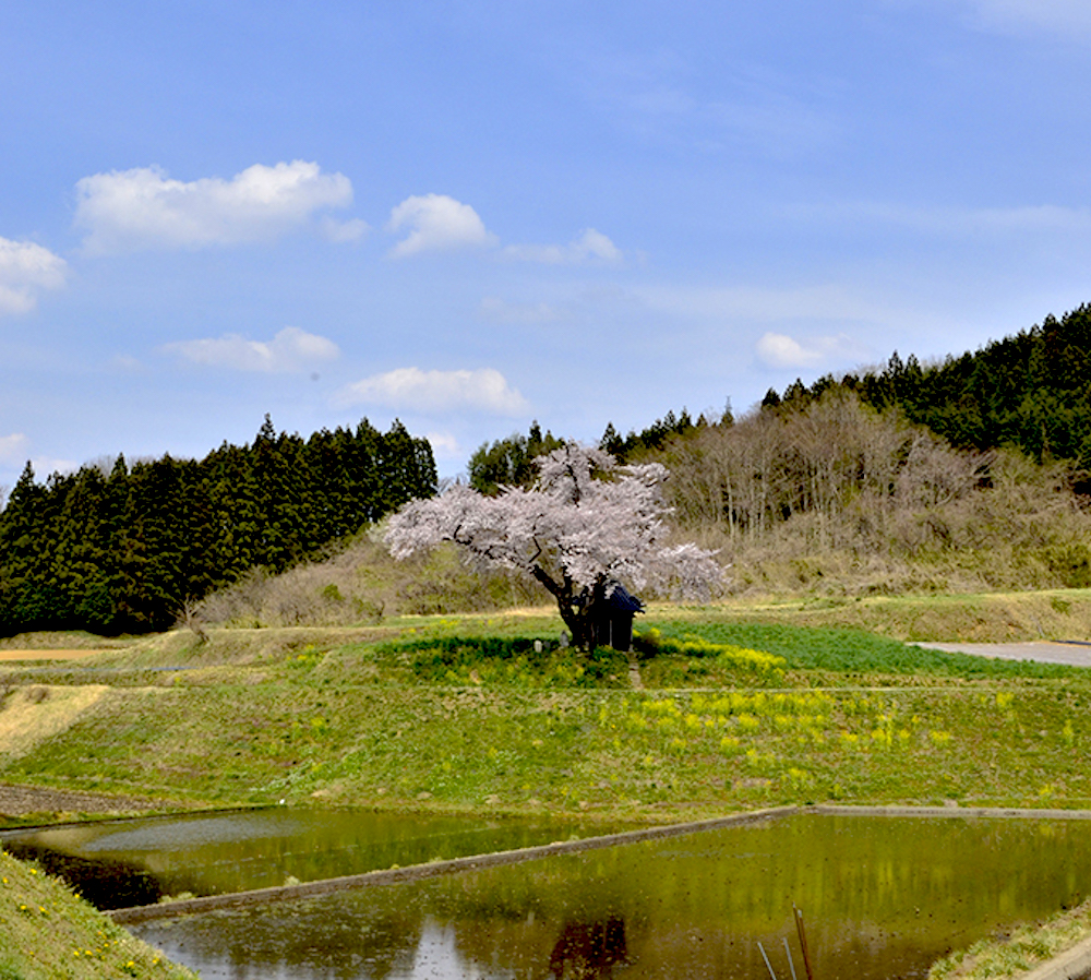 小沢の桜