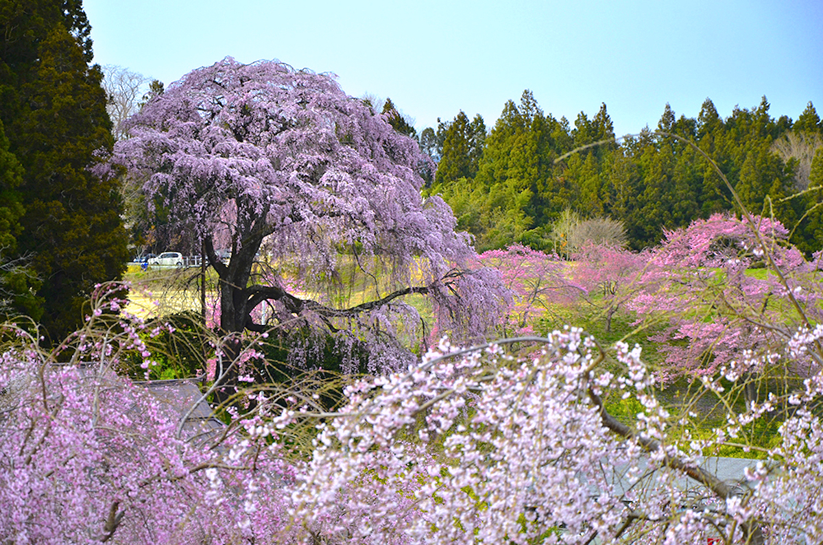 合戦場のしだれ桜