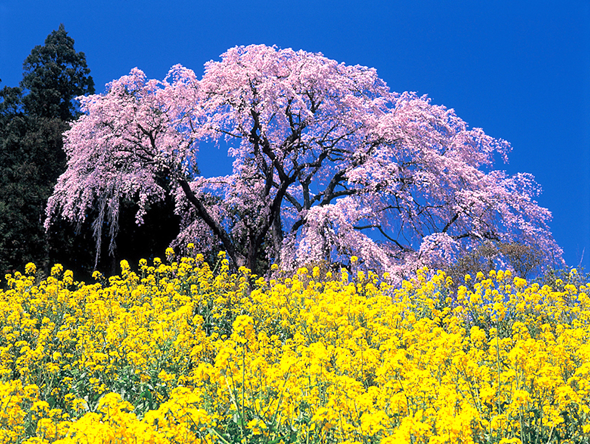 合戦場のしだれ桜